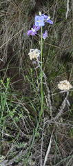 Heliophila linearis linearifolia