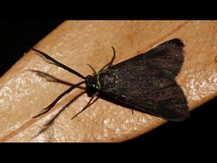 Pollanisus lithopastus