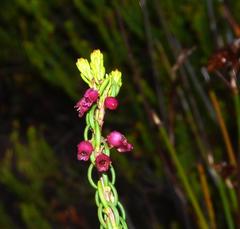 Erica globulifera