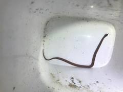 Storeria occipitomaculata obscura