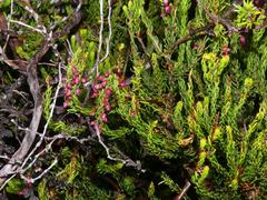 Erica globulifera
