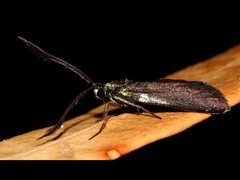 Pollanisus lithopastus