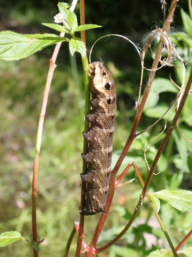 Deilephila elpenor
