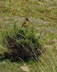 Spinus crassirostris