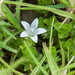 Wahlenbergia procumbens - Photo (c) magriet b,  זכויות יוצרים חלקיות (CC BY-SA)