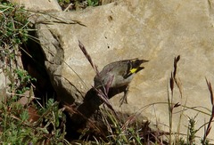 Spinus crassirostris