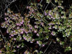 Erica barbigeroides