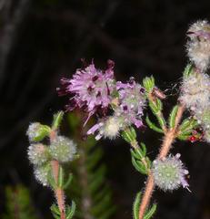Erica barbigeroides