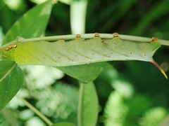 Macroglossum pyrrhosticta