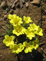 Moraea fugacissima
