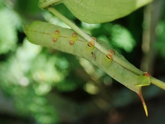 Macroglossum pyrrhosticta