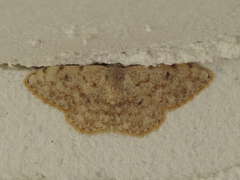 Scopula asellaria