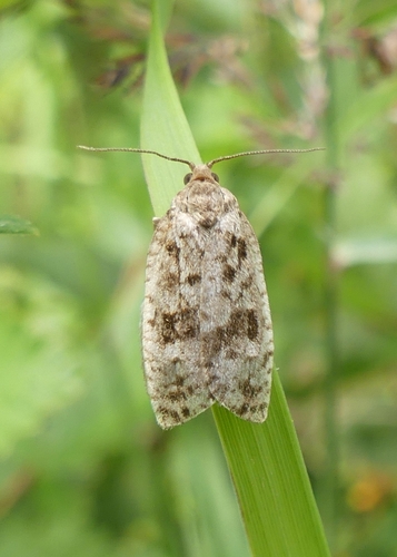 Spruce Budworm Moth
