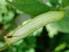 Macroglossum pyrrhosticta