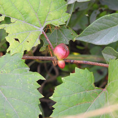 Ampelomyia vitispomum