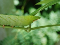 Macroglossum pyrrhosticta