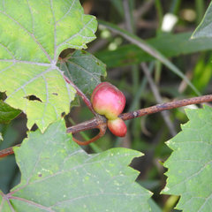 Ampelomyia vitispomum