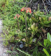 Cotyledon orbiculata orbiculata