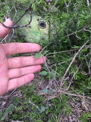 Acleisanthes