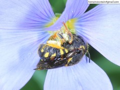 Anthidiellum boreale