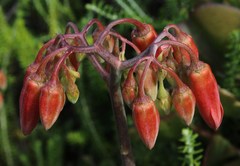 Cotyledon orbiculata orbiculata