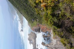 Cotyledon orbiculata orbiculata