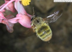 Bombus picipes