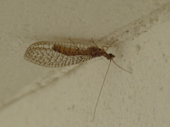 Pseudomallada venosus