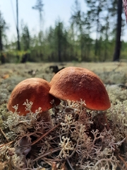 Leccinum