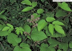 Aralia continentalis