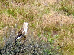 Buteo buteo vulpinus