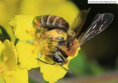 Andrena chengtehensis