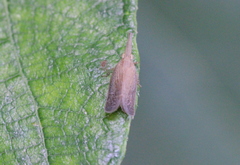 Pyrilla perpusilla