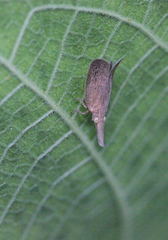 Pyrilla perpusilla