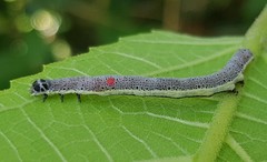 Bastilla joviana