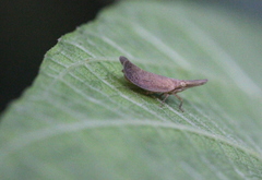 Pyrilla perpusilla