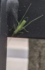 Meconema meridionale