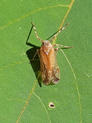 Orthopagus