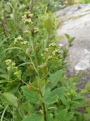 Dasineura salicifoliae