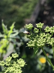 Diptera