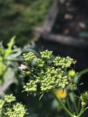Diptera