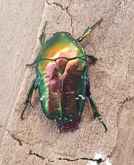 Protaetia speculifera