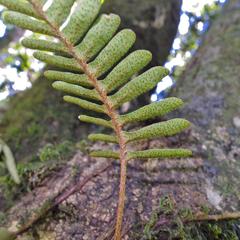 Pleopeltis ecklonii