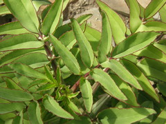 Kalanchoe prolifera