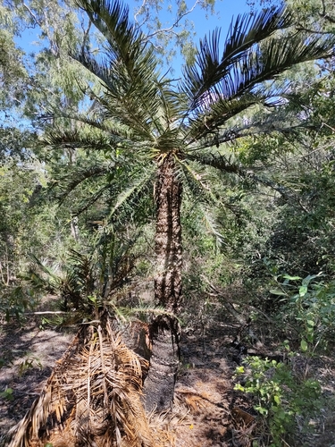 Cycas ophiolitica