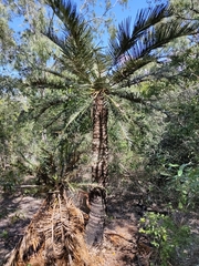 Cycas ophiolitica