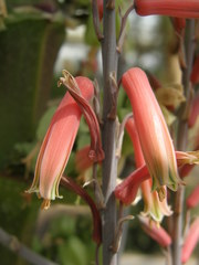 Kalanchoe prolifera