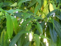 Cocculus laurifolius