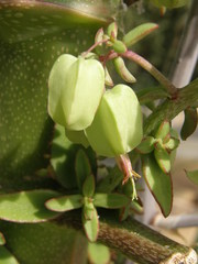Kalanchoe prolifera