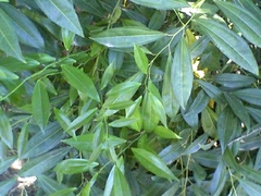 Cocculus laurifolius